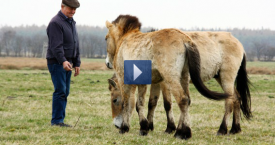 Wildpferde im Emsland